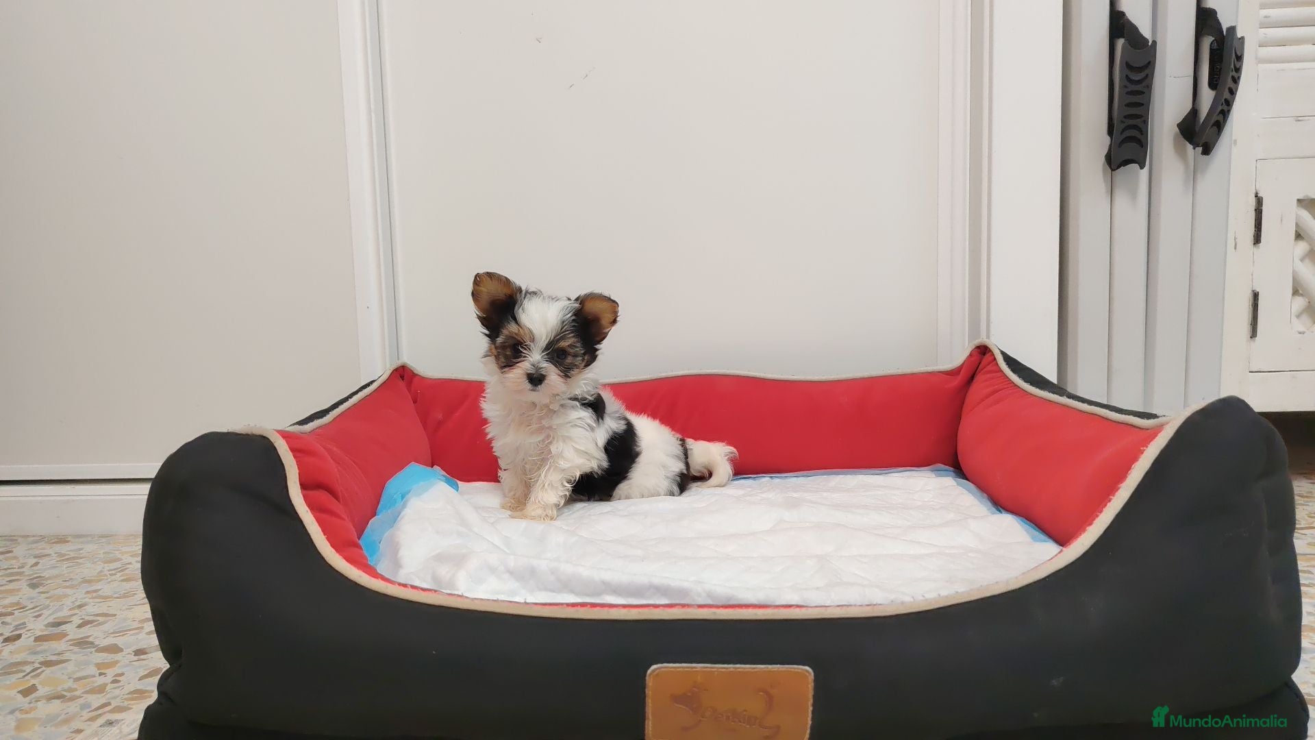 Yorkshire Terrier perros yorkshire  - Anuncio 2