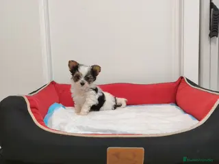 Yorkshire Terrier perros yorkshire - Anuncio 2
