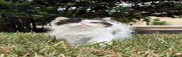 Persa gatos en venta: Persa bicolor blanco y negro - Anuncio 1