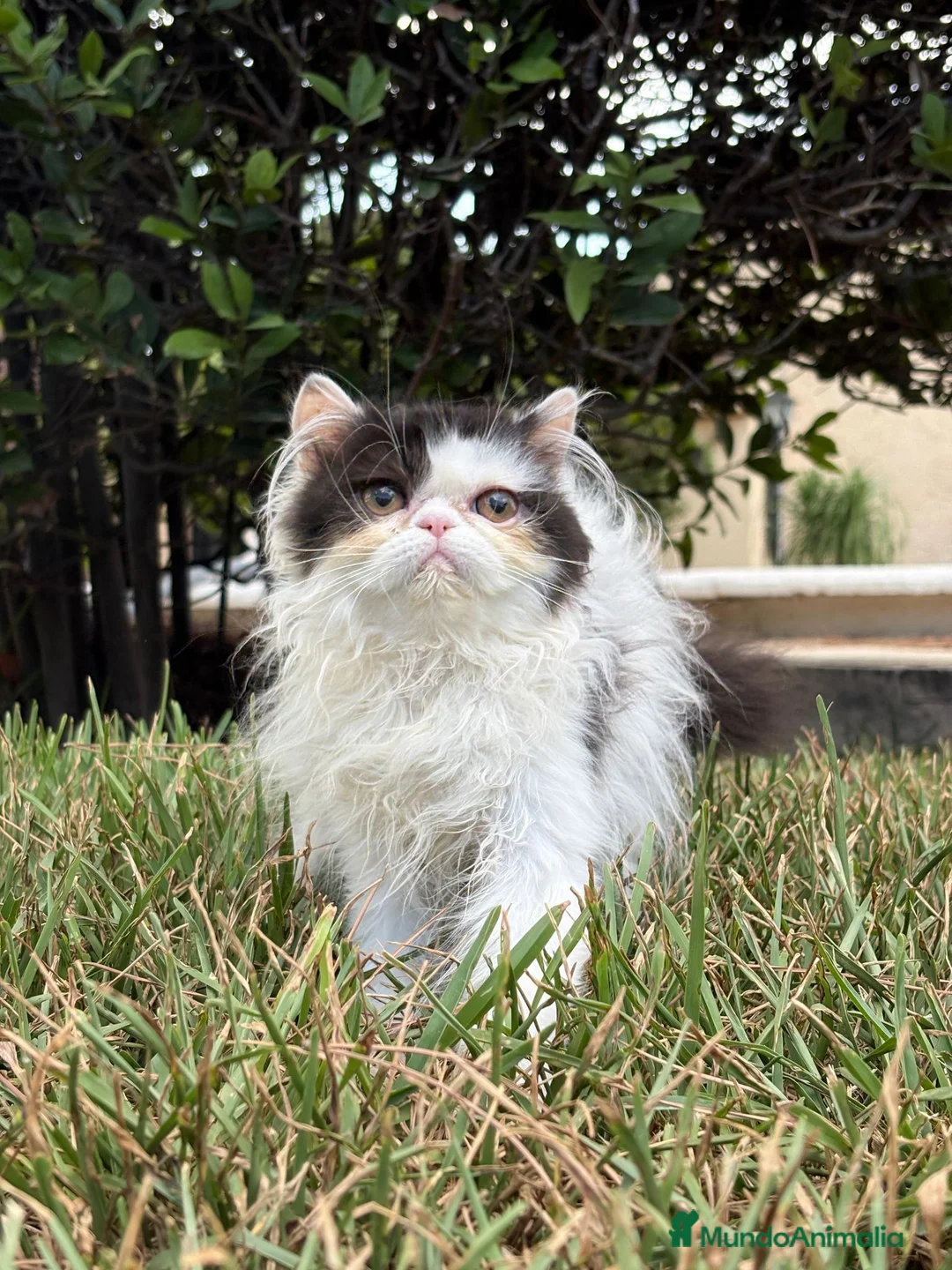 Persa gatos en venta: Persa bicolor blanco y negro - Anuncio 1
