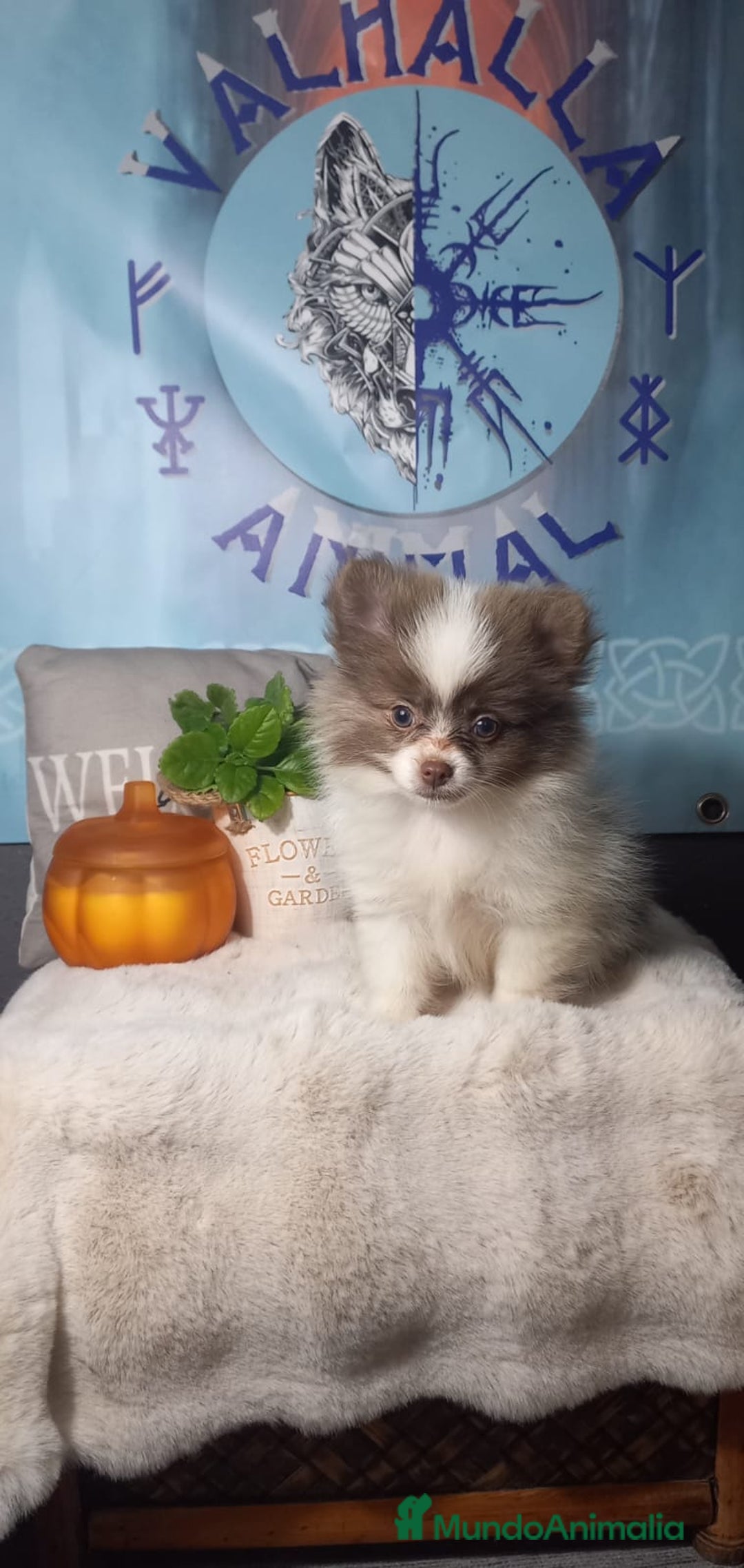 Pomchi perros en venta: Pomchi macho chocolate y blanco  - Imagen 3