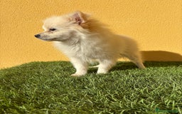 Pomerania perros en venta: pomerania toy macho blanco  - Imagen 13