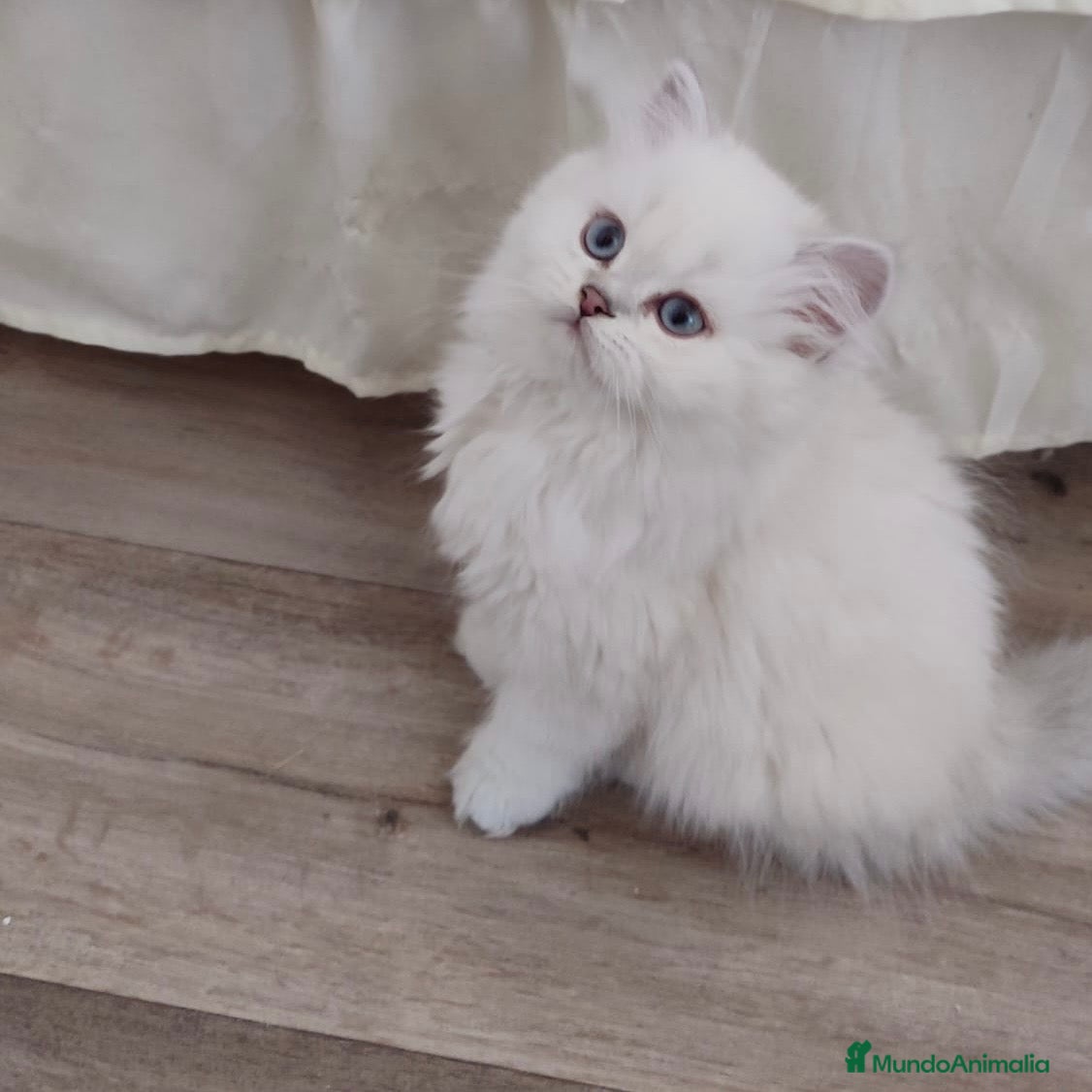 Británico de Pelo Largo gatos British Chinchilla  - Anuncio 1