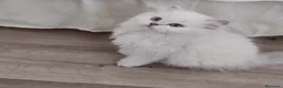 Británico de Pelo Largo gatos en venta: British Chinchilla  - Anuncio 1