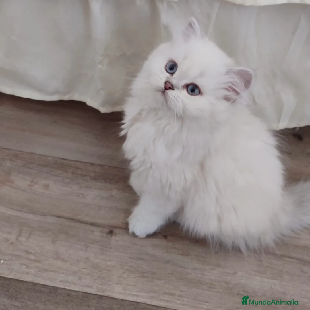 Británico de Pelo Largo gatos en venta: British Chinchilla  - Anuncio 1