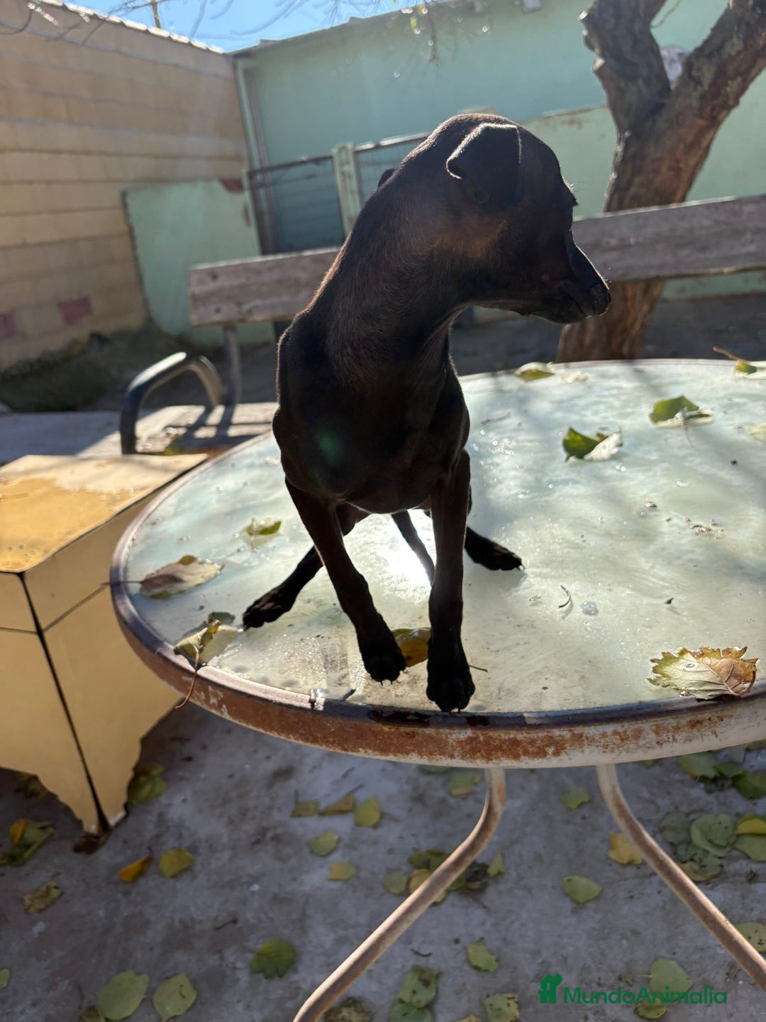 Pequeño Lebrel Italiano perros en venta: Pequeño lebrel italiano piccolo - Anuncio 8