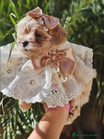 Maltipoo perros Maltipoo asiática mini - Anuncio 8