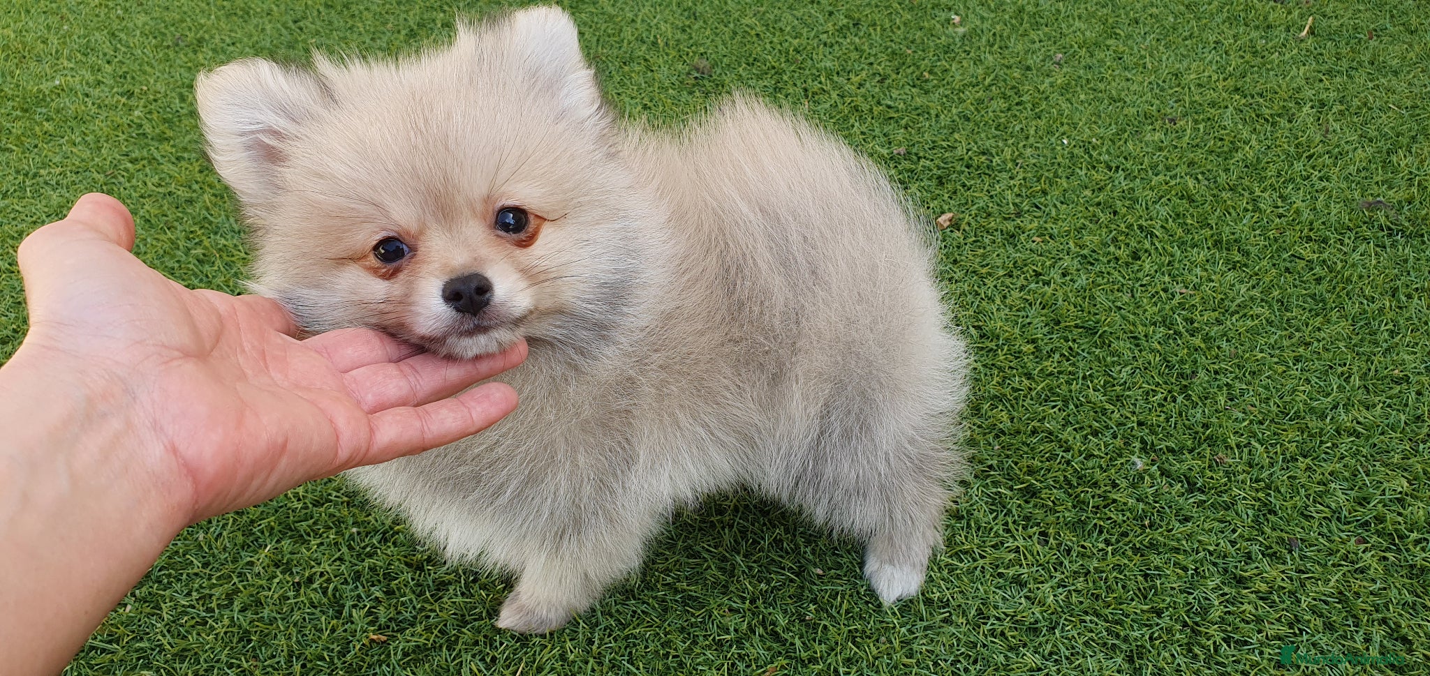 Pomerania perros Pomerania machito - Anuncio 1