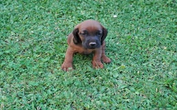 Sabueso de Sangre de Baviera perros en venta: SABUESO DE SANGRE BAVIERA 🩸♂️ - Imagen 1