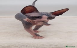 Sphynx gatos en venta: Precioso machito bicolor  - Anuncio 3