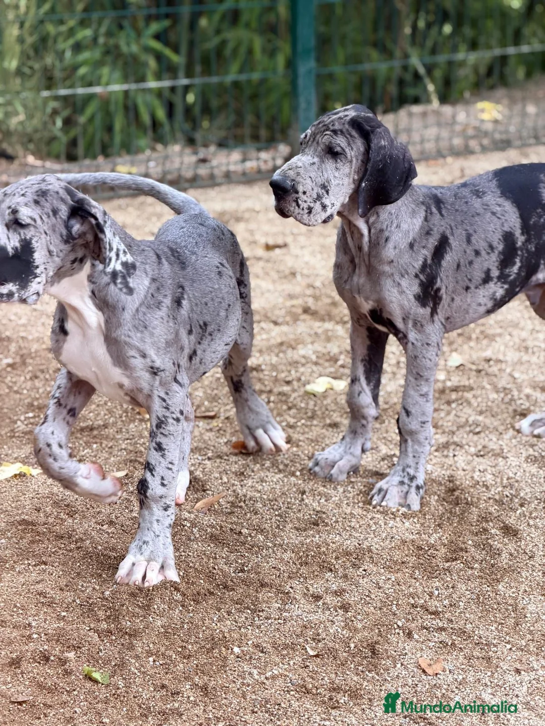 Dogo Alemán perros en venta: Precioso dogo alemán (gran danés) - Anuncio 1