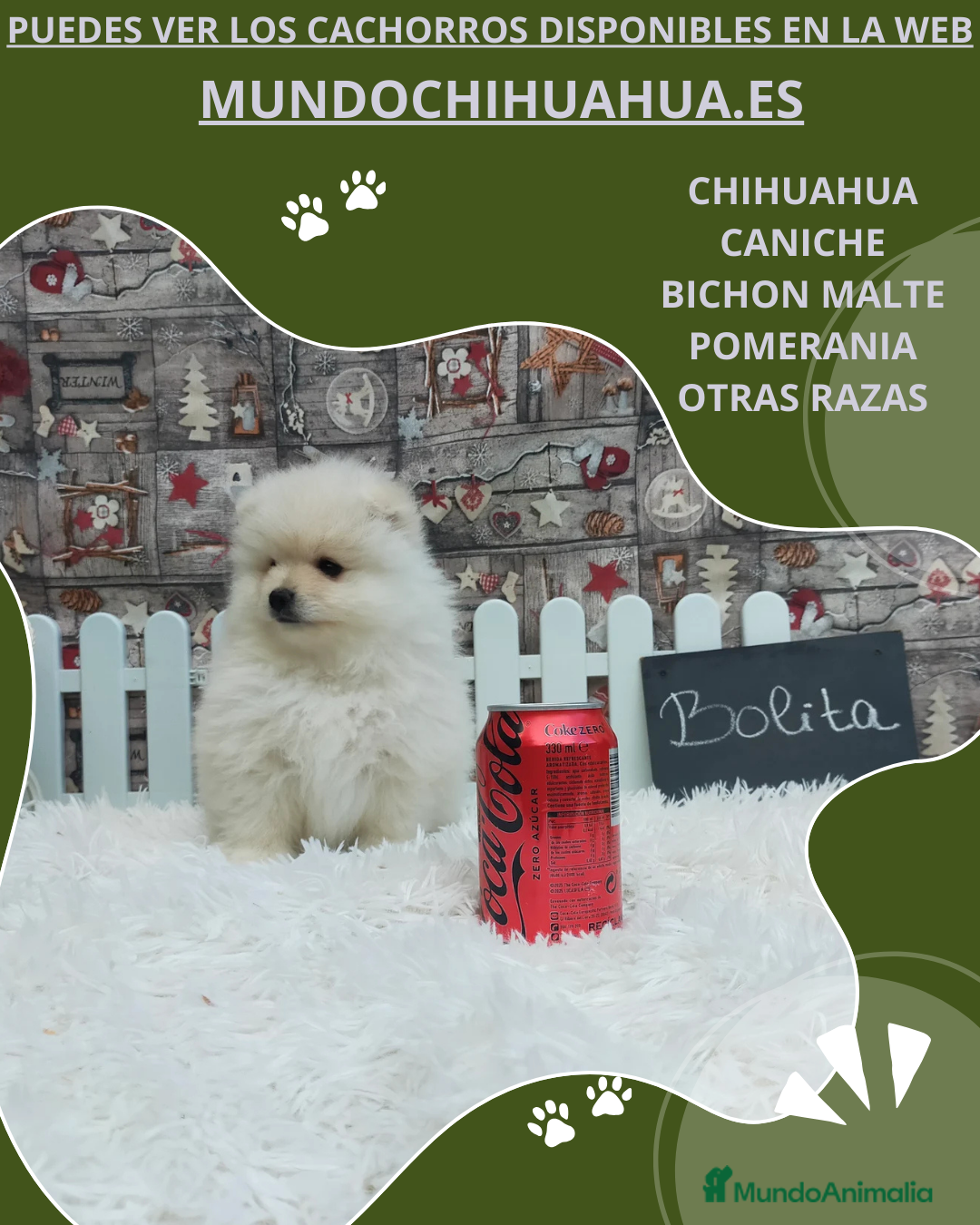 Pomerania perros en venta: POMERANIA  TOY DESDE 400  EUROS - Anuncio 5