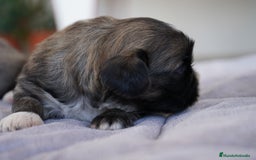 Maltipoo perros en venta: 🌸 Lotus, Maxi y Bone – en sus primeros días🐾 - Imagen 8