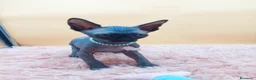 Sphynx gatos en venta: Bonito machito negro  - Anuncio 2