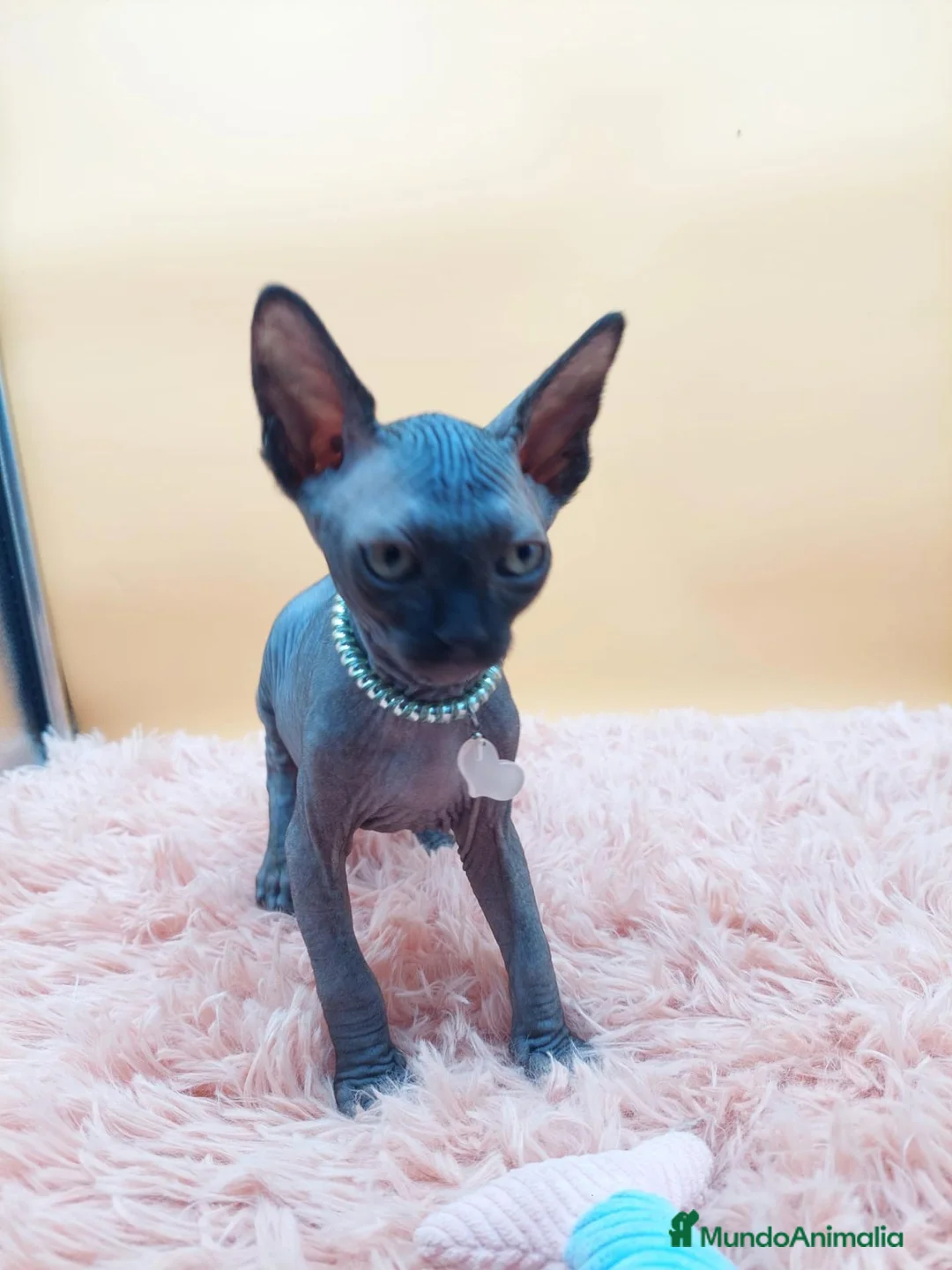 Sphynx gatos en venta: Bonito machito negro  - Anuncio 2