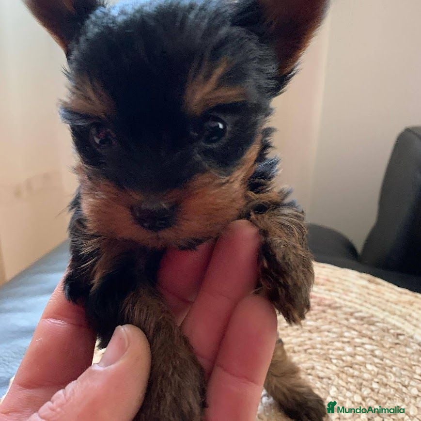 Yorkshire Terrier perros Yorkshire Toy - Anuncio 1