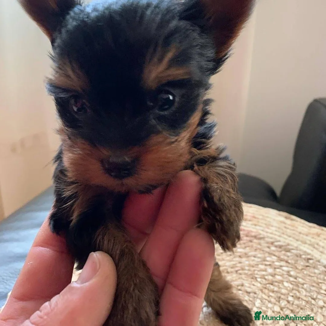 Yorkshire Terrier perros en venta: Yorkshire Toy - Anuncio 1