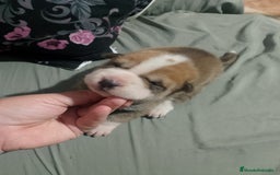 Raza Mixta perros en venta: Cachorros de sharpei con husky Siberiano  - Imagen 11