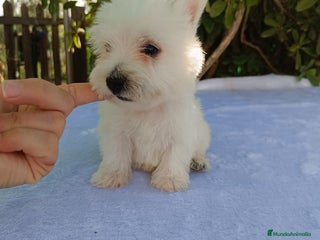West Highland White Terrier perros - Anuncio 2