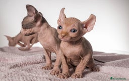 Sphynx gatos en venta: Sprinxt  - Imagen 2