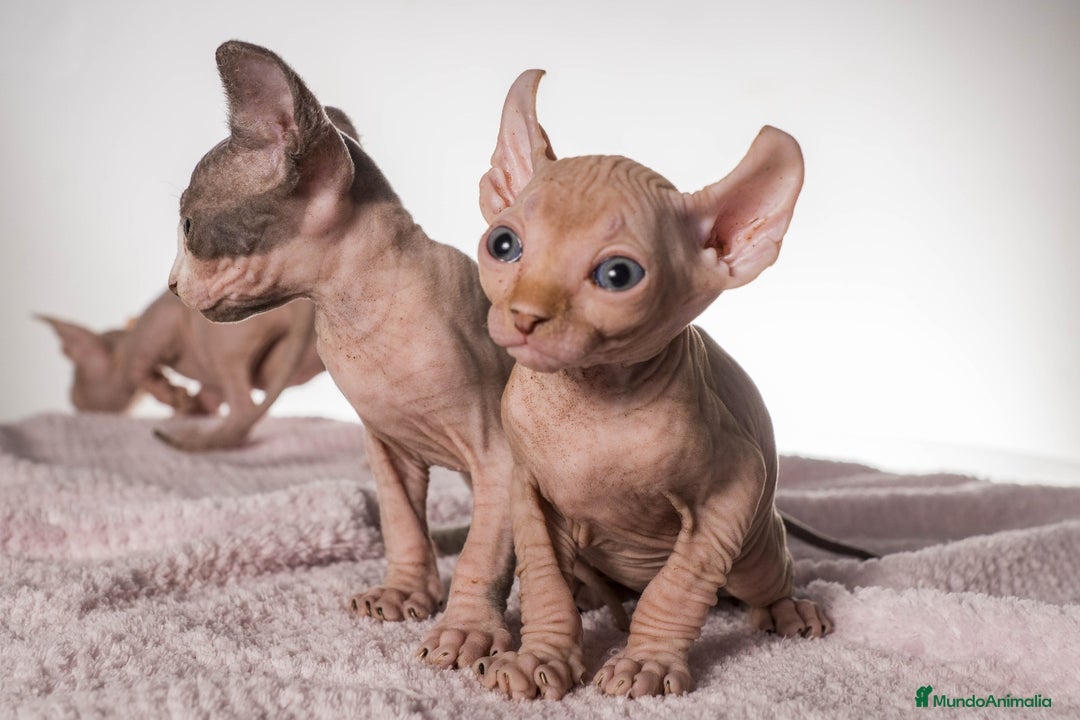 Sphynx gatos en venta: Sprinxt  - Imagen 2