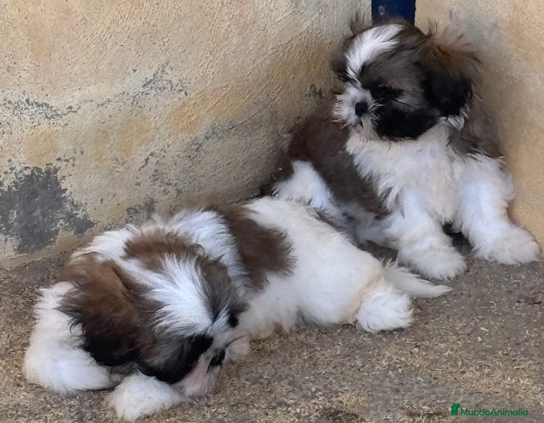 Shih Tzu perros en venta: CACHORRITOS DE SHIH TZU - Imagen 2