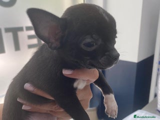 Chihuahua perros - Anuncio 28