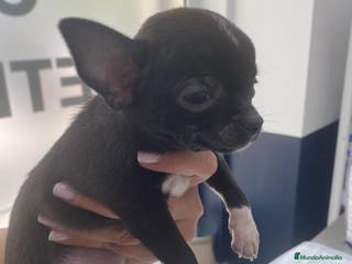 Chihuahua perros Chihuahua blue.pantera - Anuncio 10