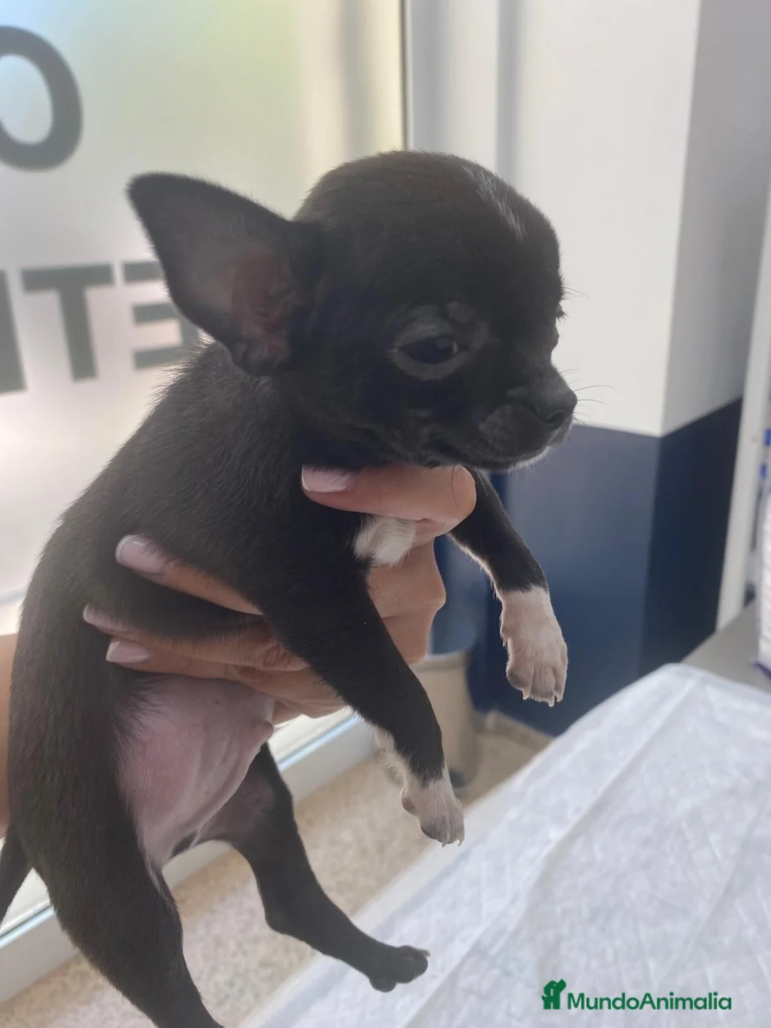 Chihuahua perros en venta: Chihuahua blue.pantera - Anuncio 1