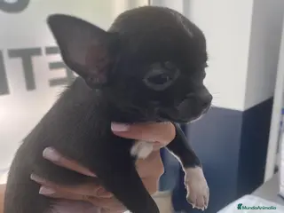 Chihuahua perros Chihuahua blue.pantera - Anuncio 29