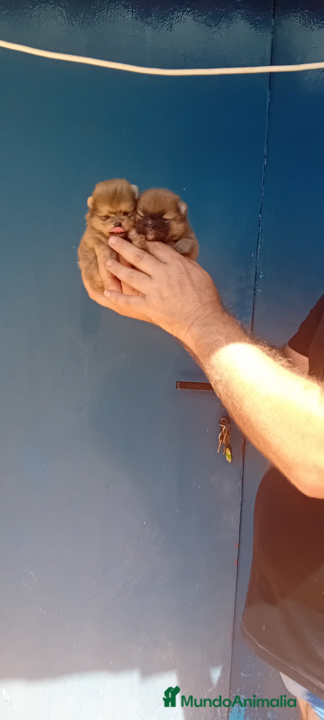 Pomerania perros en venta: ⚜️ Pomerania ositos Boo 🐾⚜️ - Imagen 2