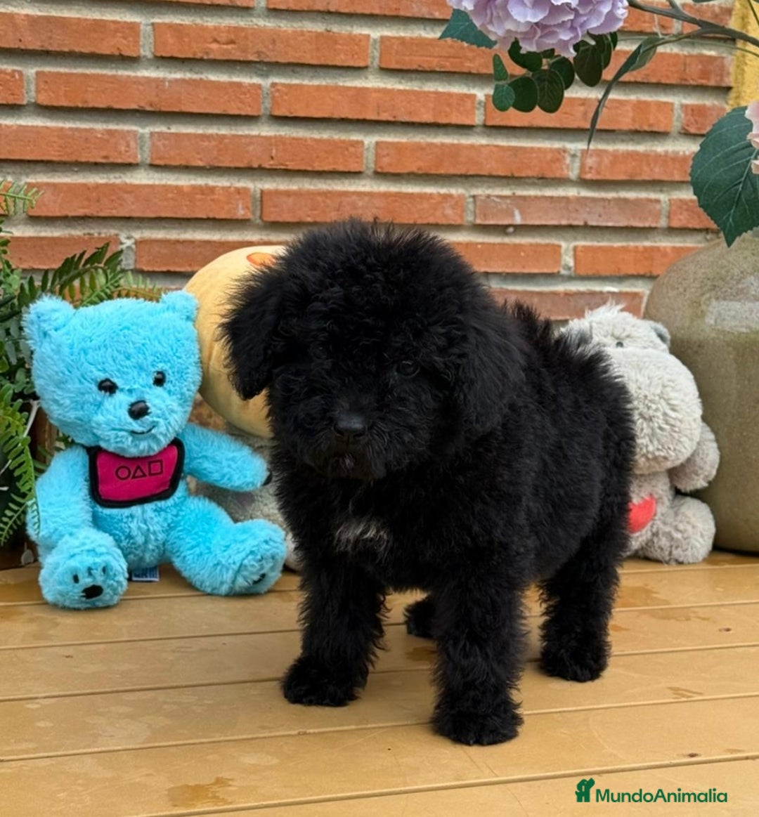 Perro de Agua Español perros en venta: Preciosa hembrita de perro de aguas - Anuncio 2