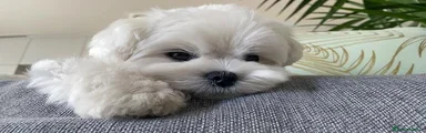 Bichón Maltés 3