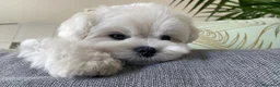Bichón Maltés perros en venta: Bichón Maltés - Anuncio 3