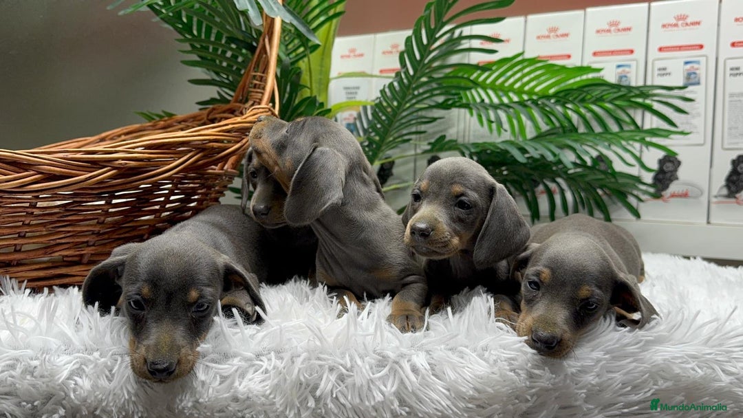 Teckel Miniatura perros en venta: TECKEL MINIATURA BLUE - Anuncio 13