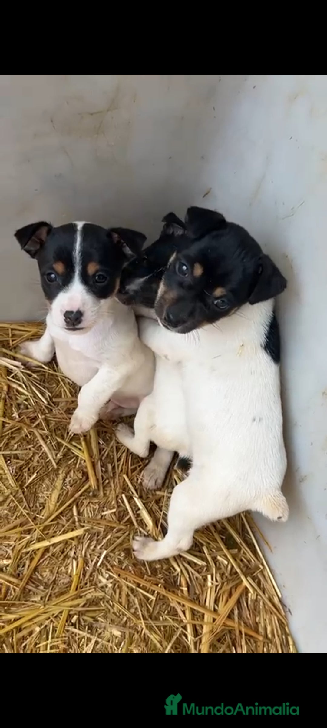 Ratonero Bodeguero Andaluz perros en venta: Bodeguero andaluz - Anuncio 3