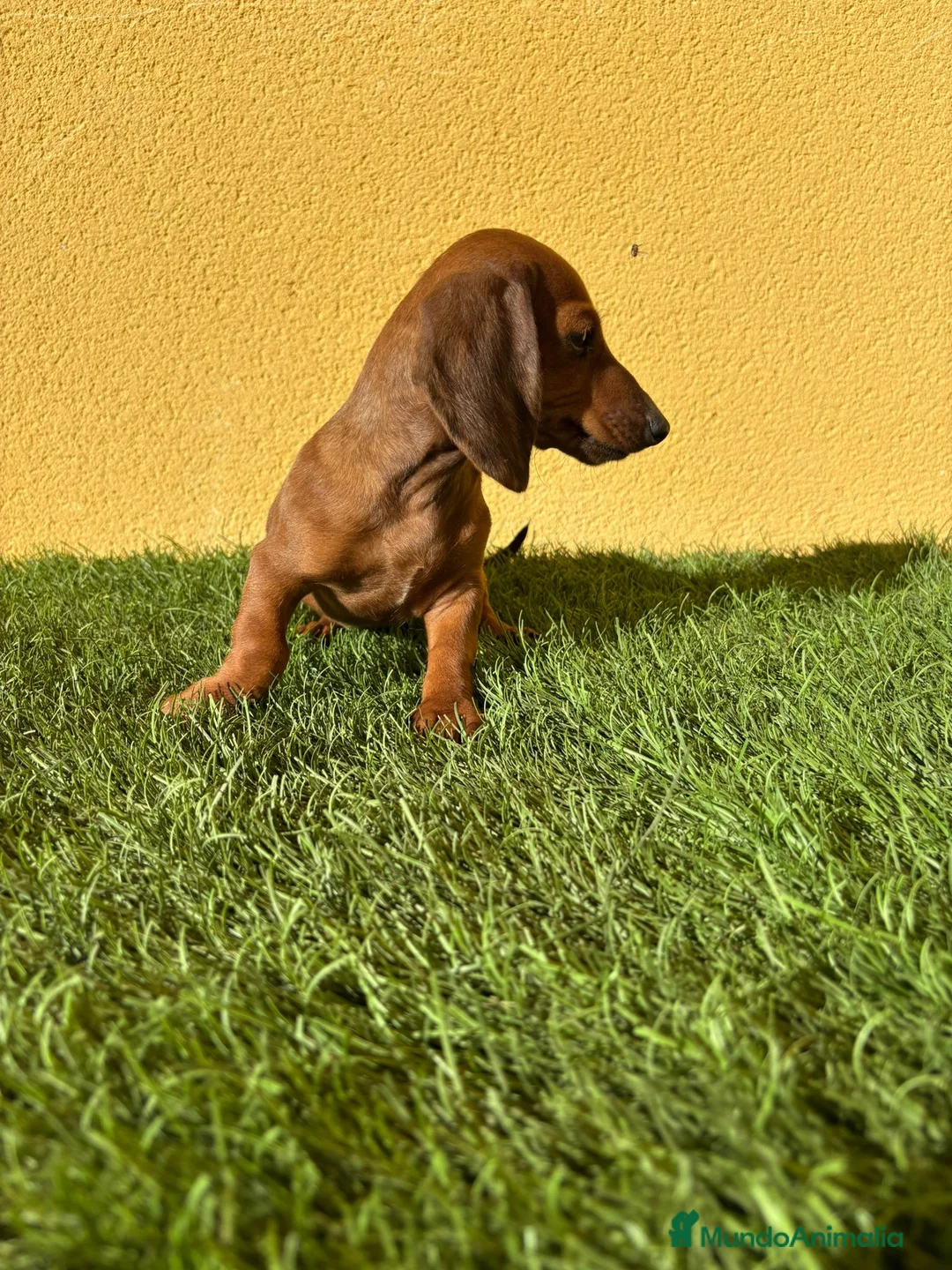 Teckel Miniatura perros en venta: Tekel miniatura merle chocolate solido - Anuncio 13