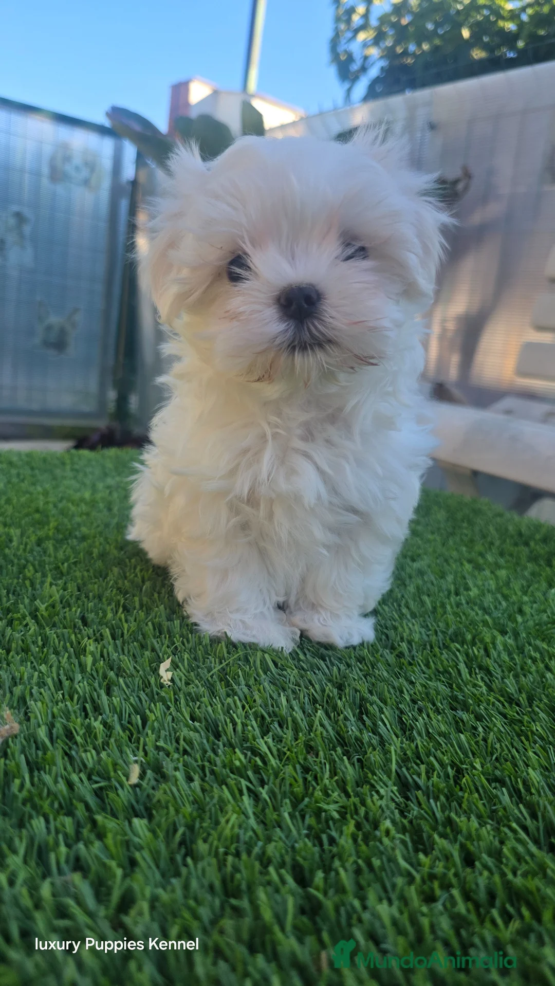 Bichón Maltés perros en venta: Bichón Maltes linea coreana  - Anuncio 3