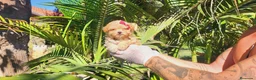 Maltipoo perros en venta: Espectaculares maltipoos, linea coreana y asiatica - Anuncio 3