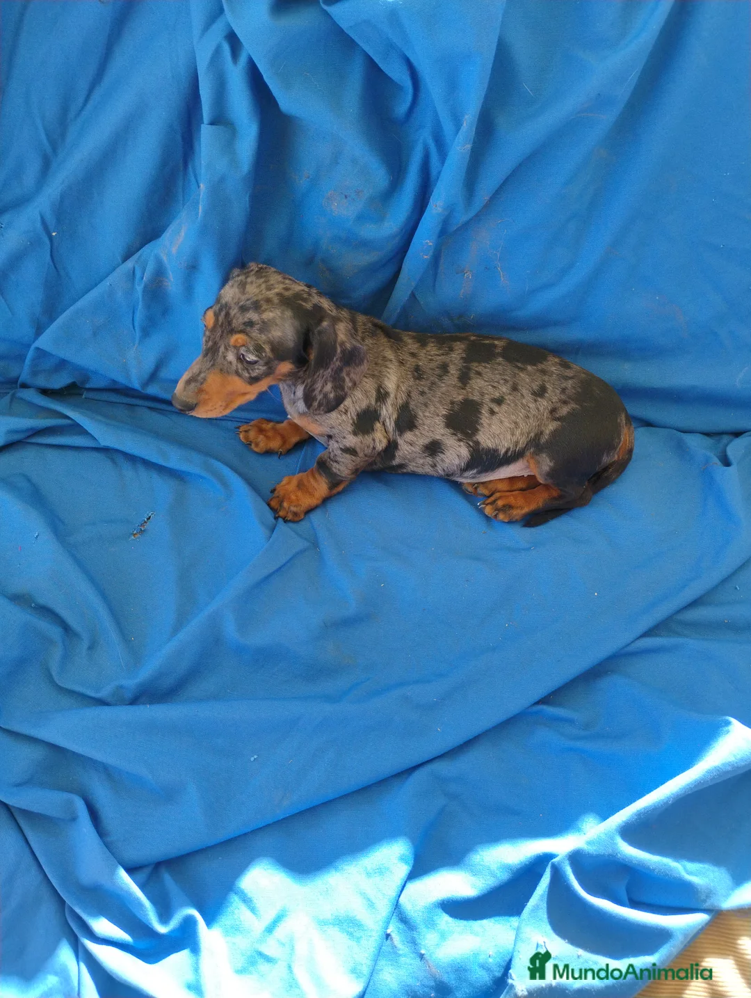 Teckel Miniatura perros en venta: Hembra teckel arlequín plata miniatura  - Anuncio 4