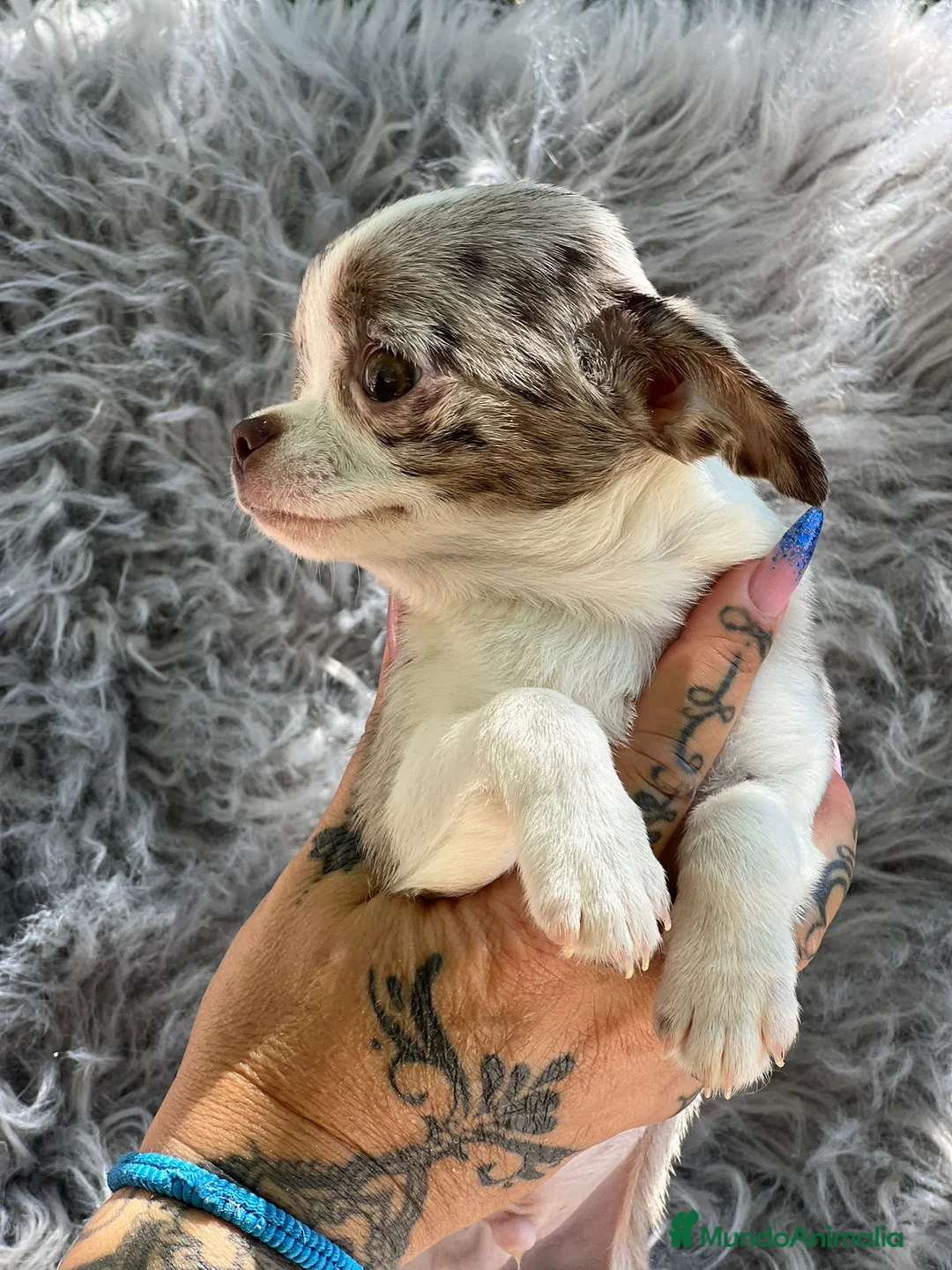 Chihuahua perros en venta: Chihuahua merle  en Barcelona - Anuncio 1