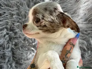 Chihuahua perros Chihuahua merle en Barcelona - Anuncio 12