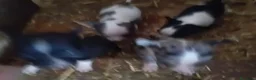 Chihuahua perros en venta: Chihuahua toy  en Barcelona - Anuncio 4