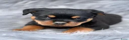 Rottweiler perros en venta: Rottweiler  - Anuncio 2