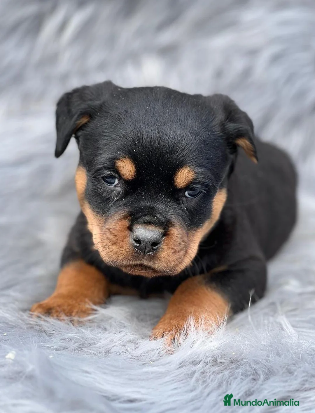 Rottweiler perros en venta: Rottweiler  - Anuncio 2
