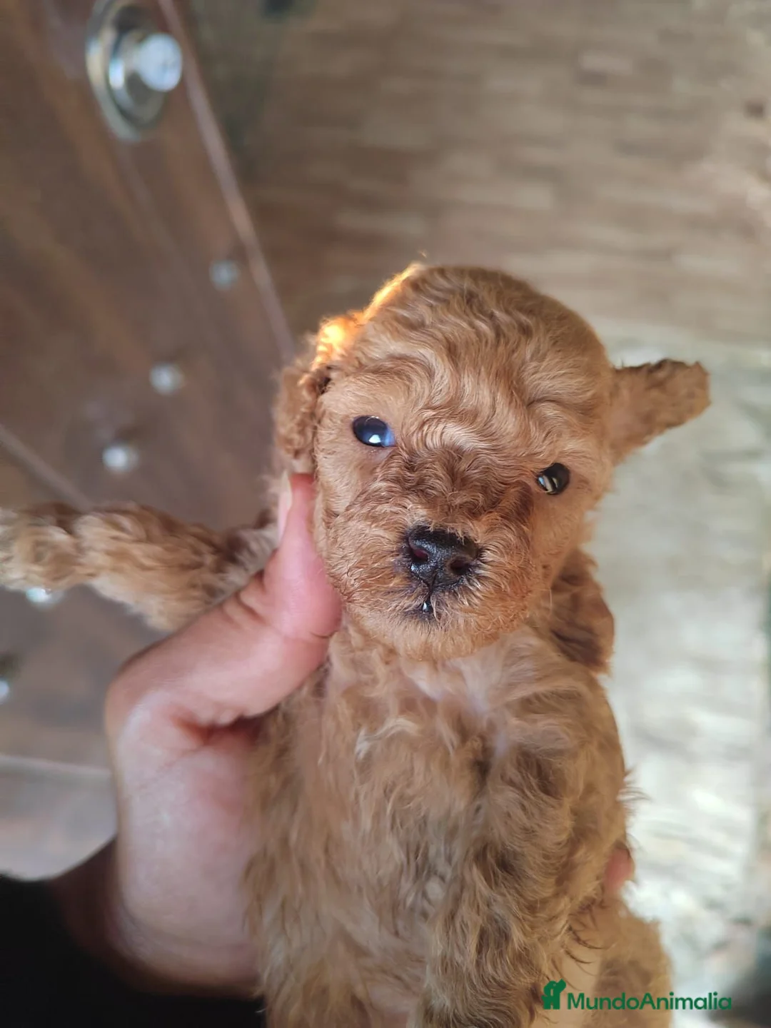 Caniche Toy perros en venta: Caniches Toys Rojos y Negros - Anuncio 2