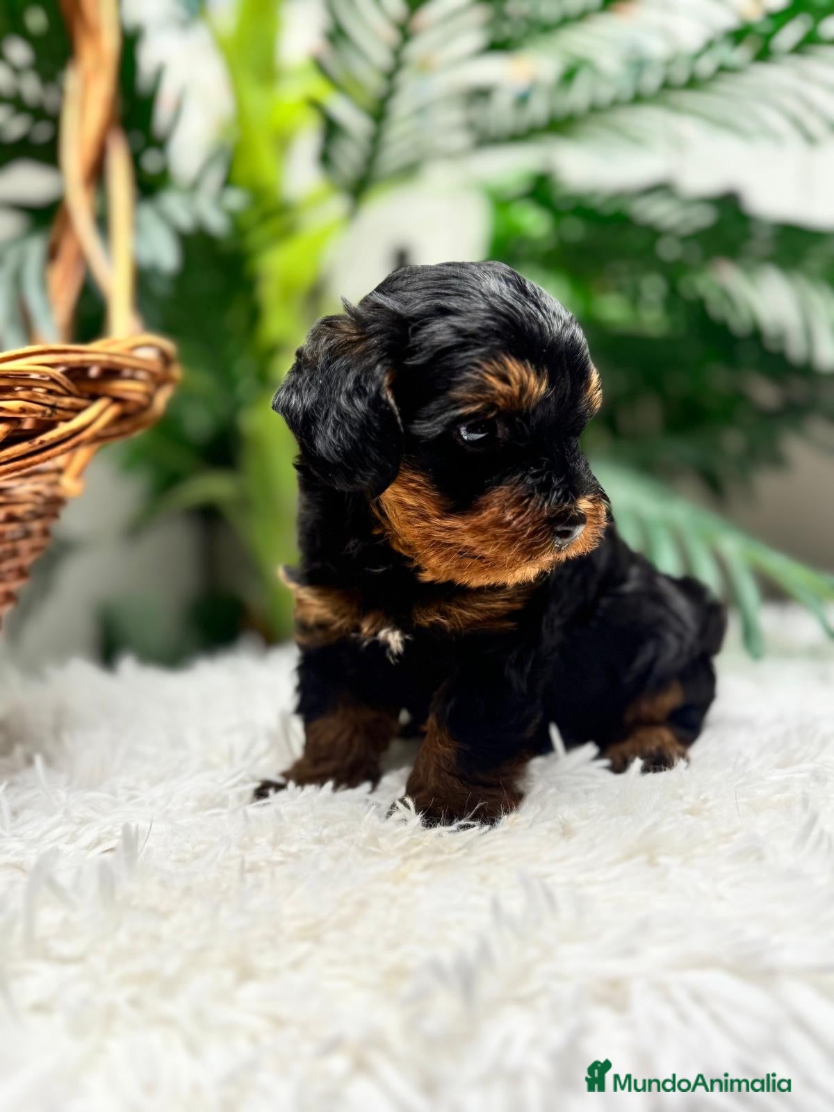 Maltipoo perros MALTIPOO🎀 - Anuncio 1
