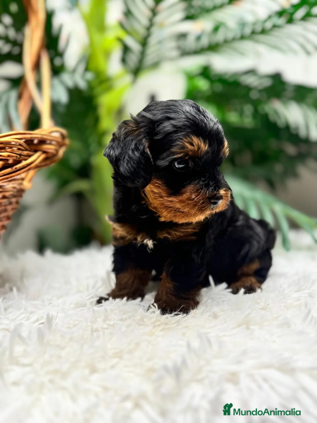 Maltipoo perros en venta: MALTIPOO🎀 - Anuncio 1