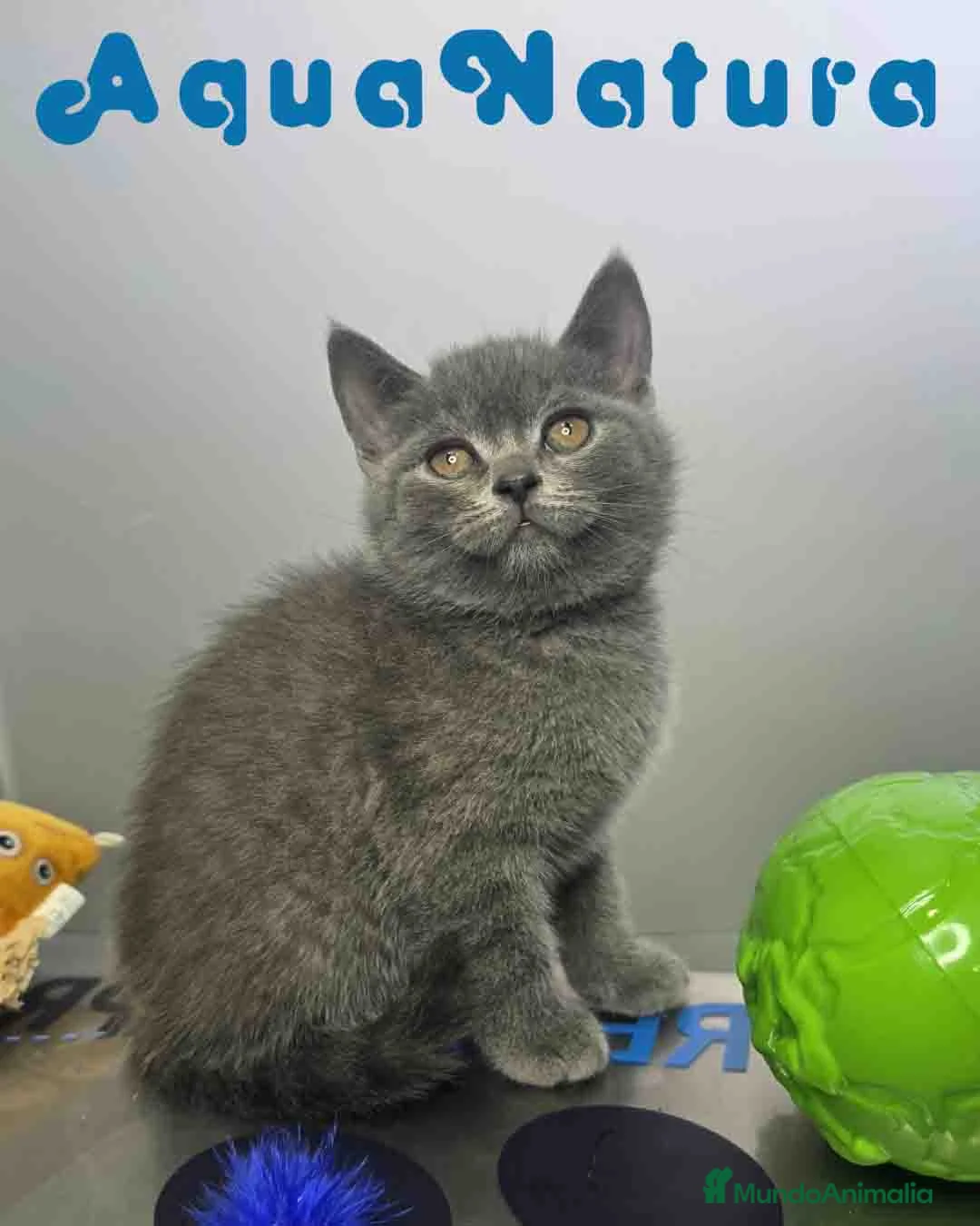 Británico de Pelo Corto Azul gatos en venta: British Macho 6347 AQUANATURA - Anuncio 8