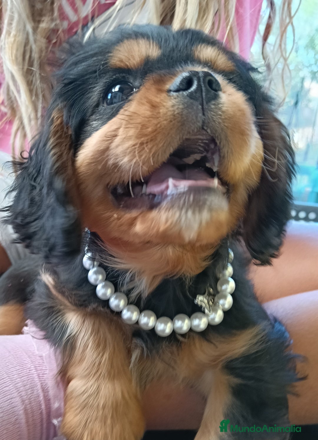 Cavalier King Charles Spaniel perros en venta: Precioso cachorro negro fuego - Anuncio 3